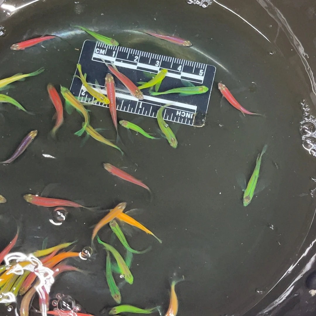 清道夫鱼6号哈哈哈哈哈哈