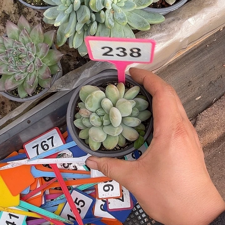 d***q多肉植物x系美人群238