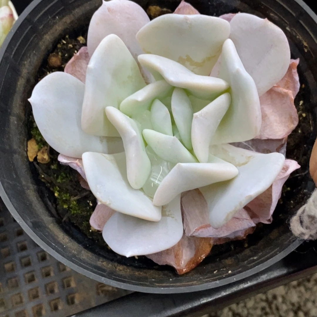 精品多肉一物一拍不包整456