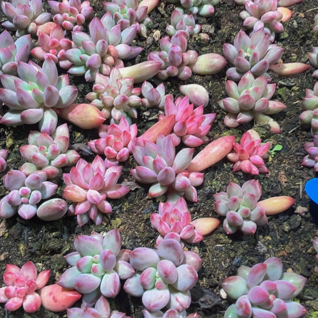 10颗大小不等大小不等