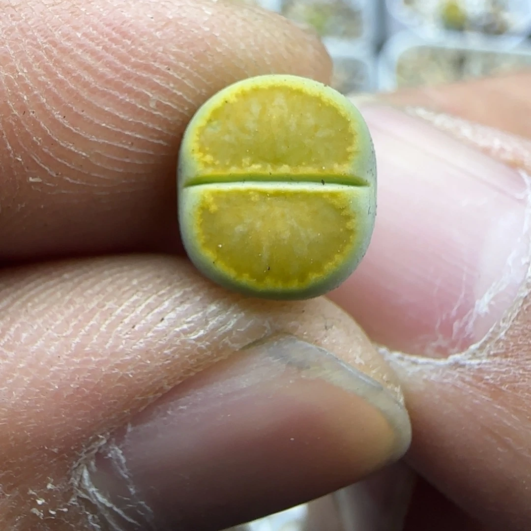 615 生石花大棚直播