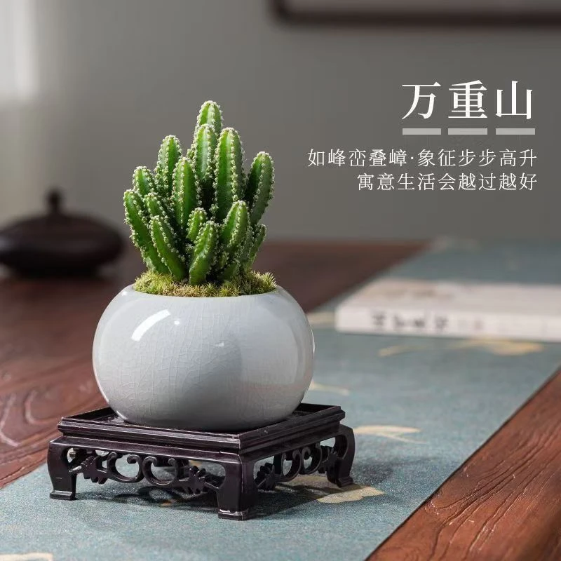 仙人掌万重山多肉植物盆栽花卉客厅好养室内办公室绿植桌面吸甲醛