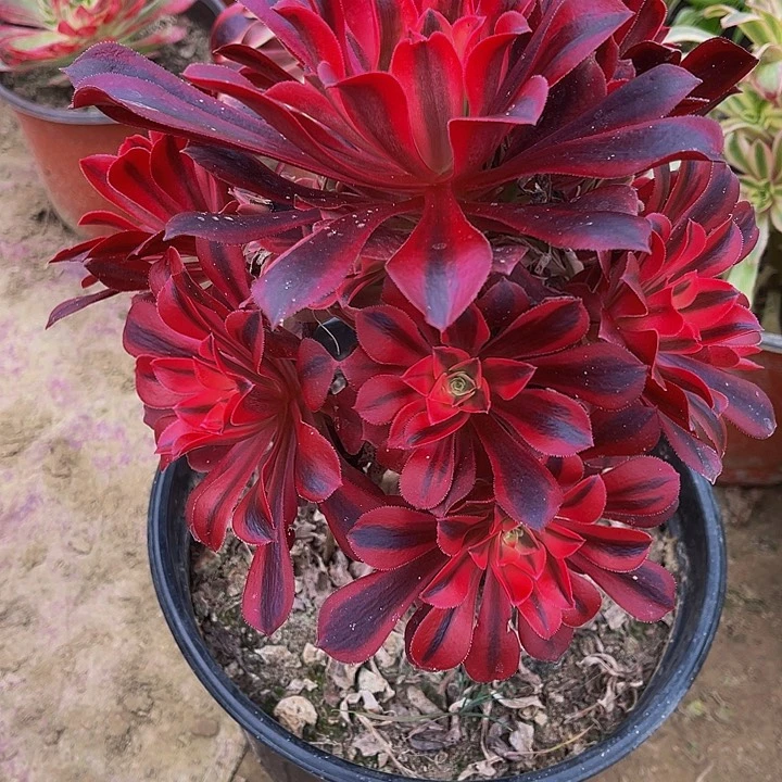 法师锦多肉美杜莎1颗老庄子686