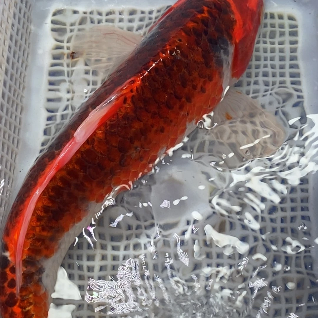 锦鲤冷水锦鲤包邮