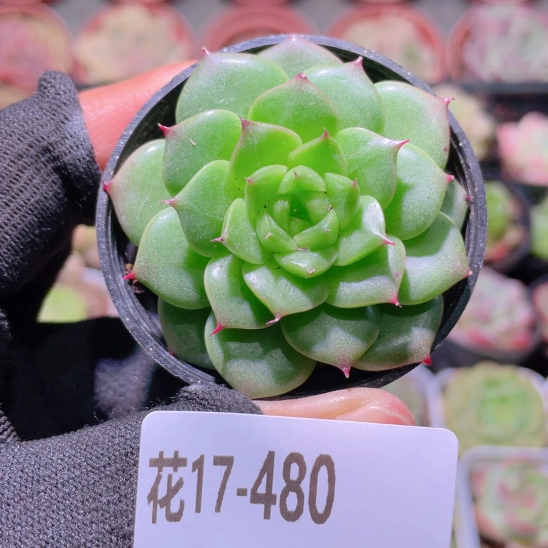 花利美17-480海王