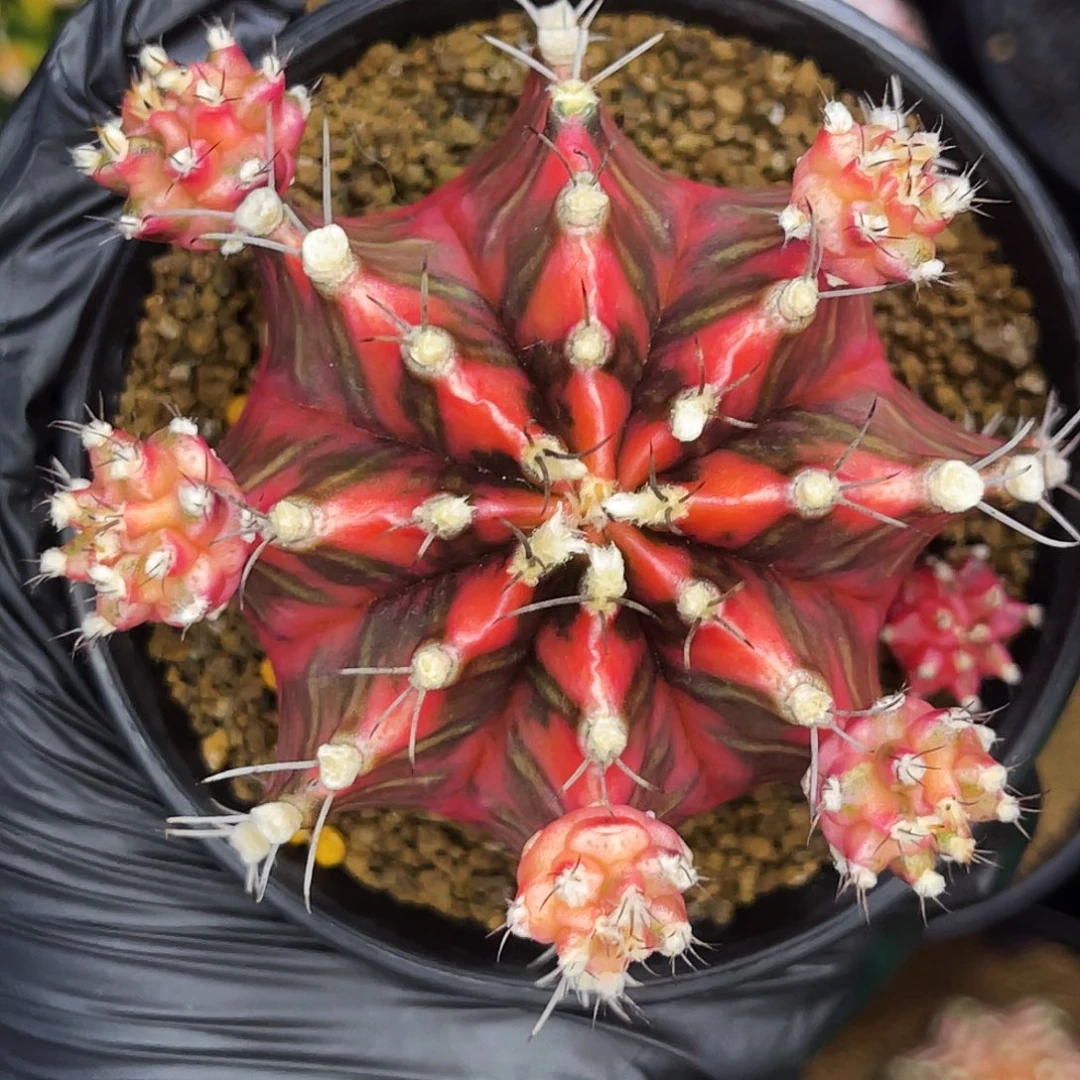 火焰龙 母本不出出侧芽