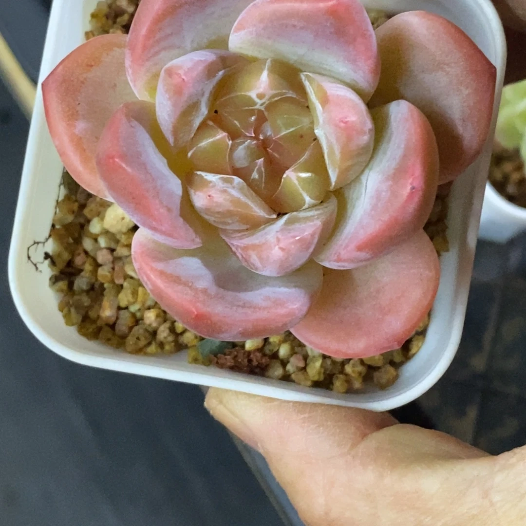 精品多肉一物一拍不包整236
