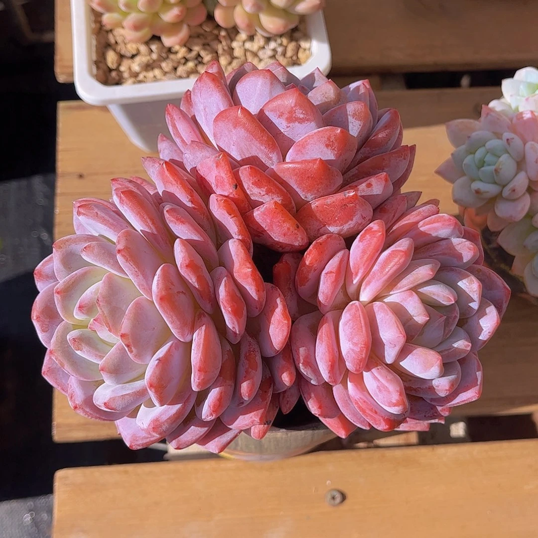 极品雪天使老桩多肉