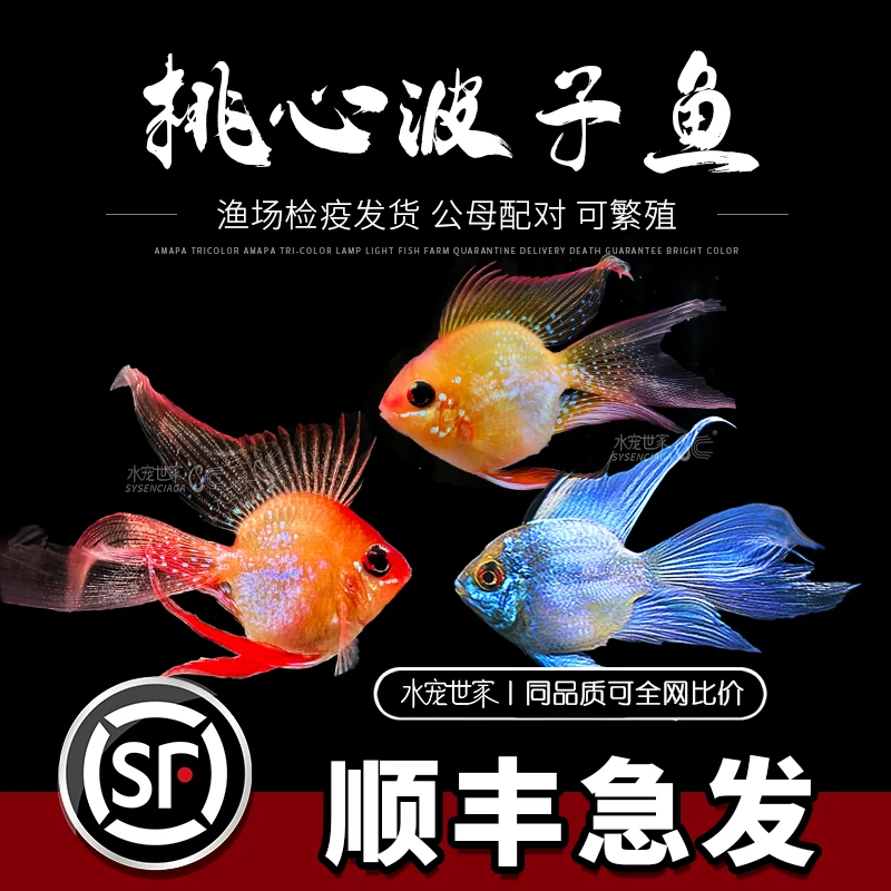 【直播优惠】金波子 蓝波子 阿凡达波子宝蓝球 热带鱼