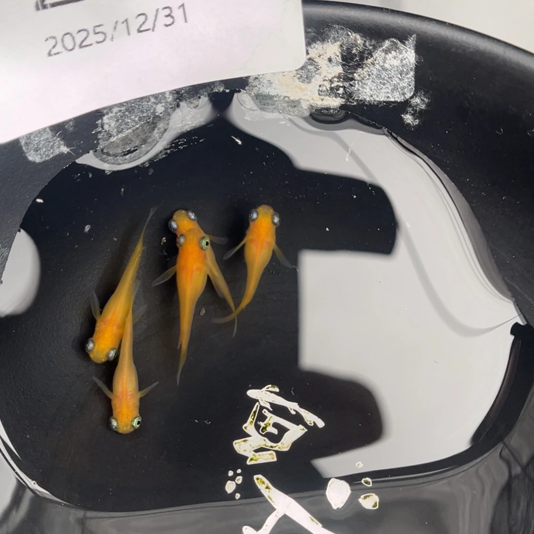 青鳉鱼225黄出目五尾