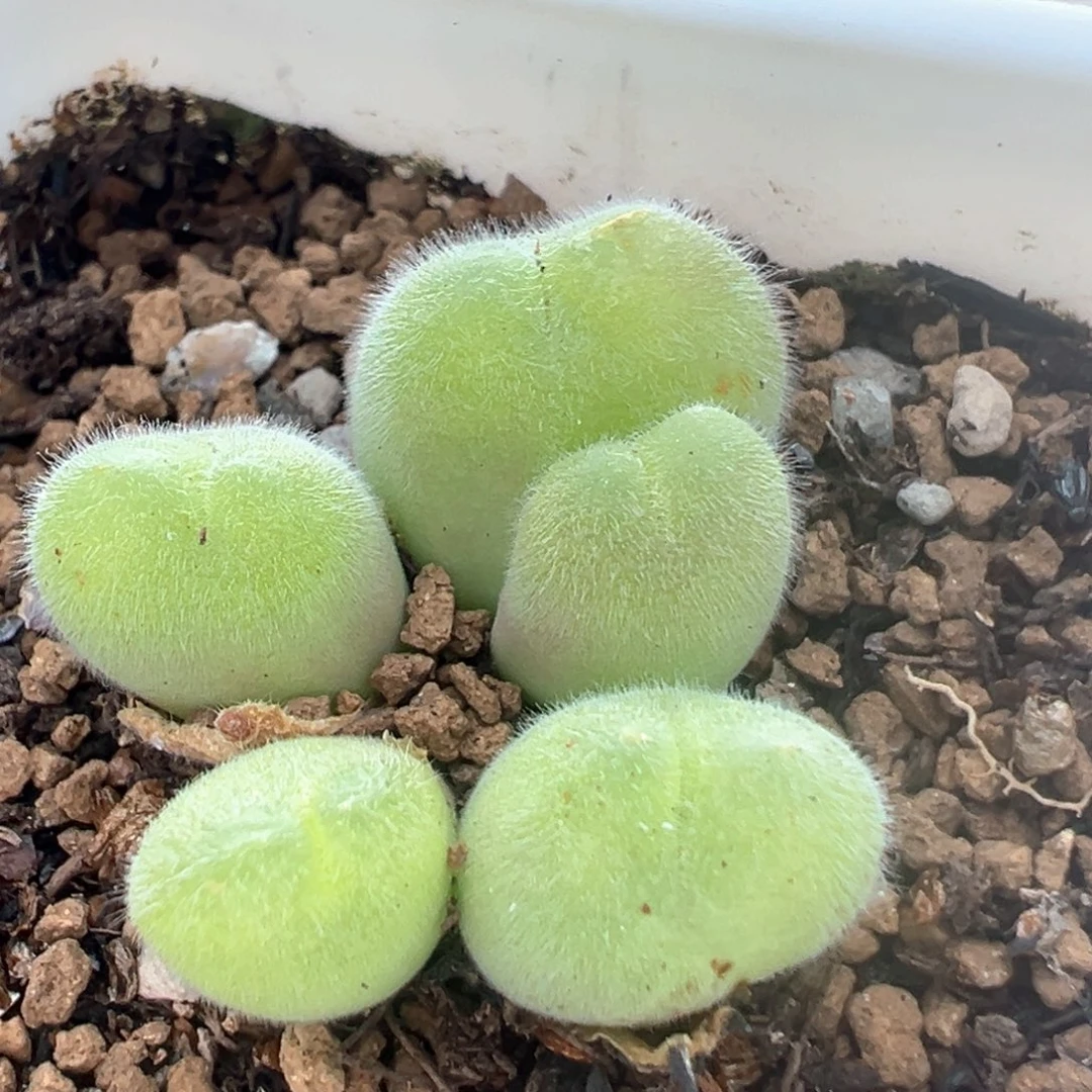 蘑*咕36多肉植物百科知识3袋