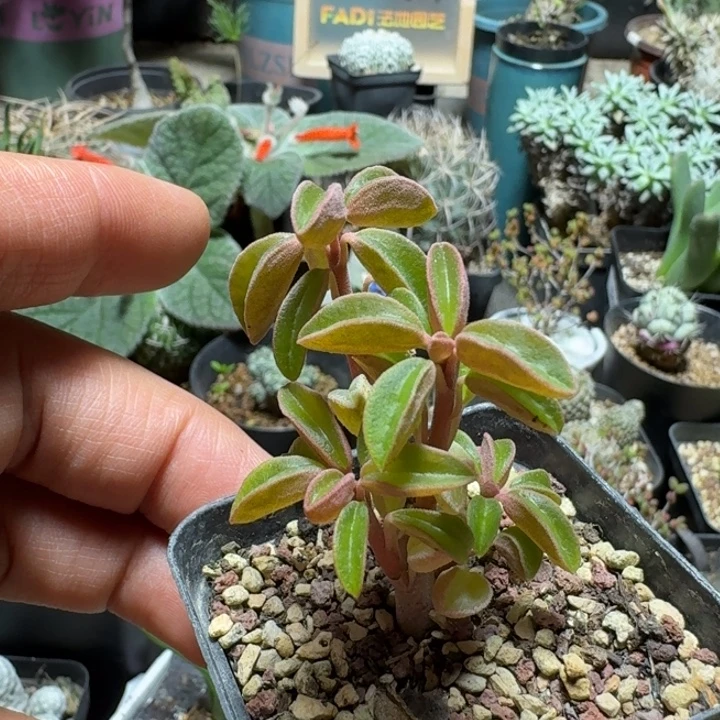 小***糊566玛格丽特椒草带盆发货