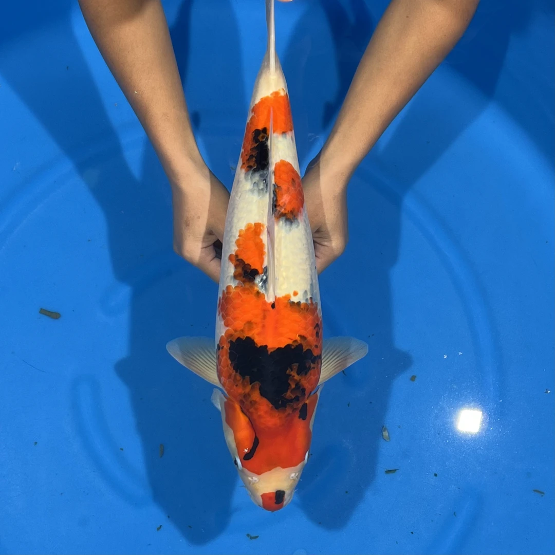 大日出品超级怪兽昭和锦鲤母（用户9762）【实际以直播间为准】