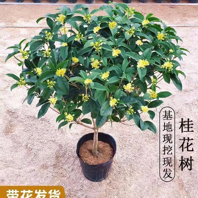 四季桂四季开花树室内外绿植庭院耐寒开花香气宜人