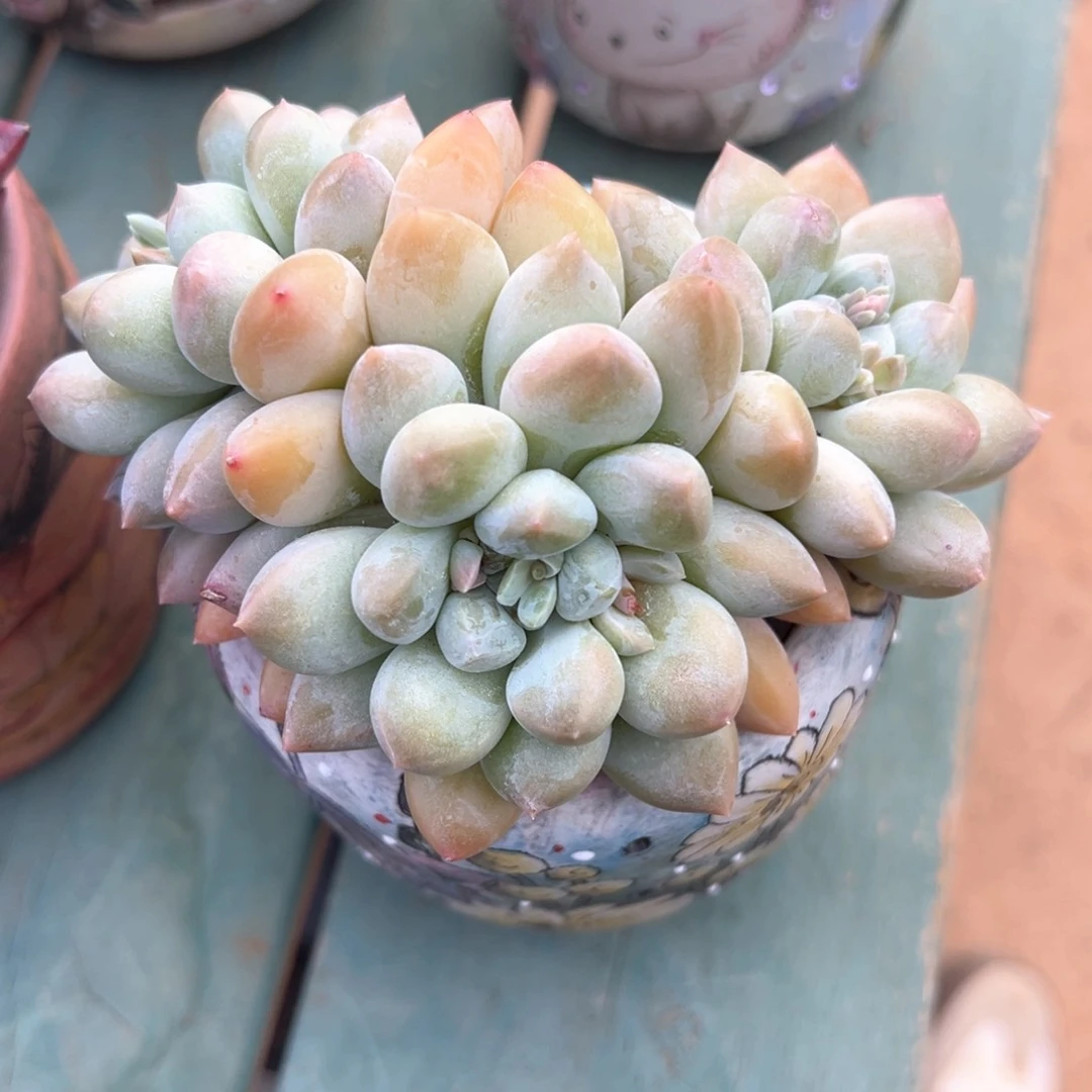 依**止4.17.30大叶奶糖