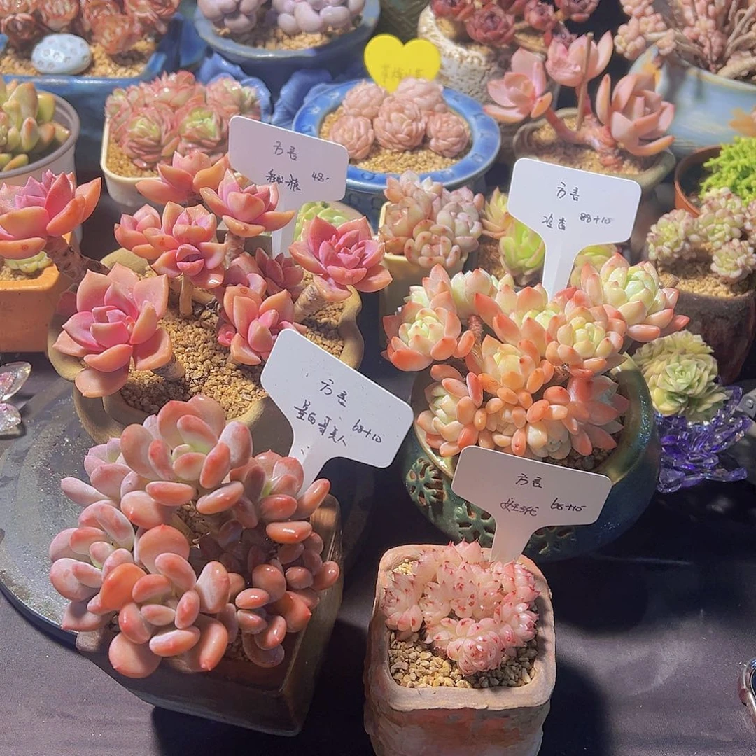 方*多肉植物，多肉植物