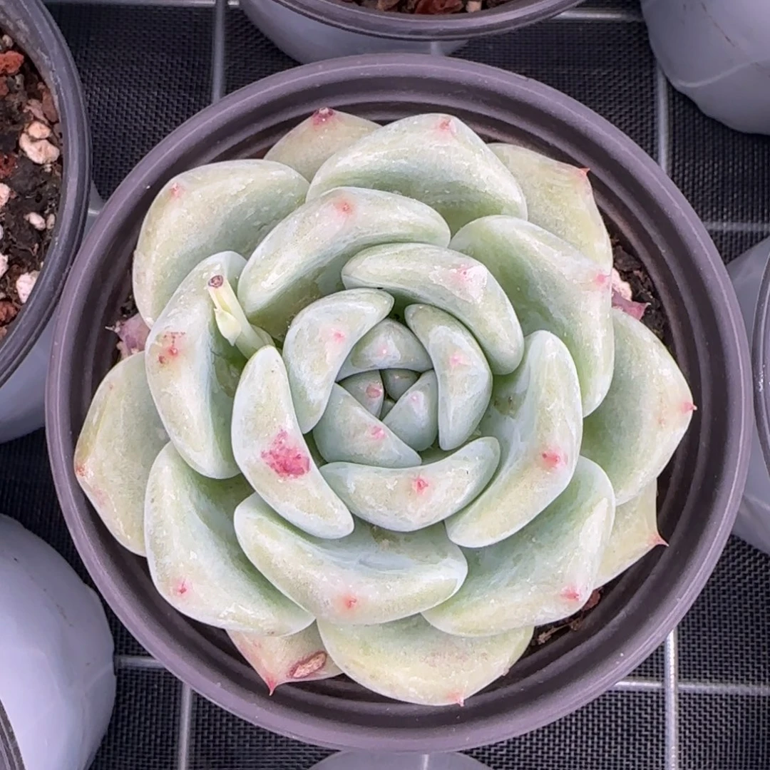 从前慢花园精选多肉白拉糖