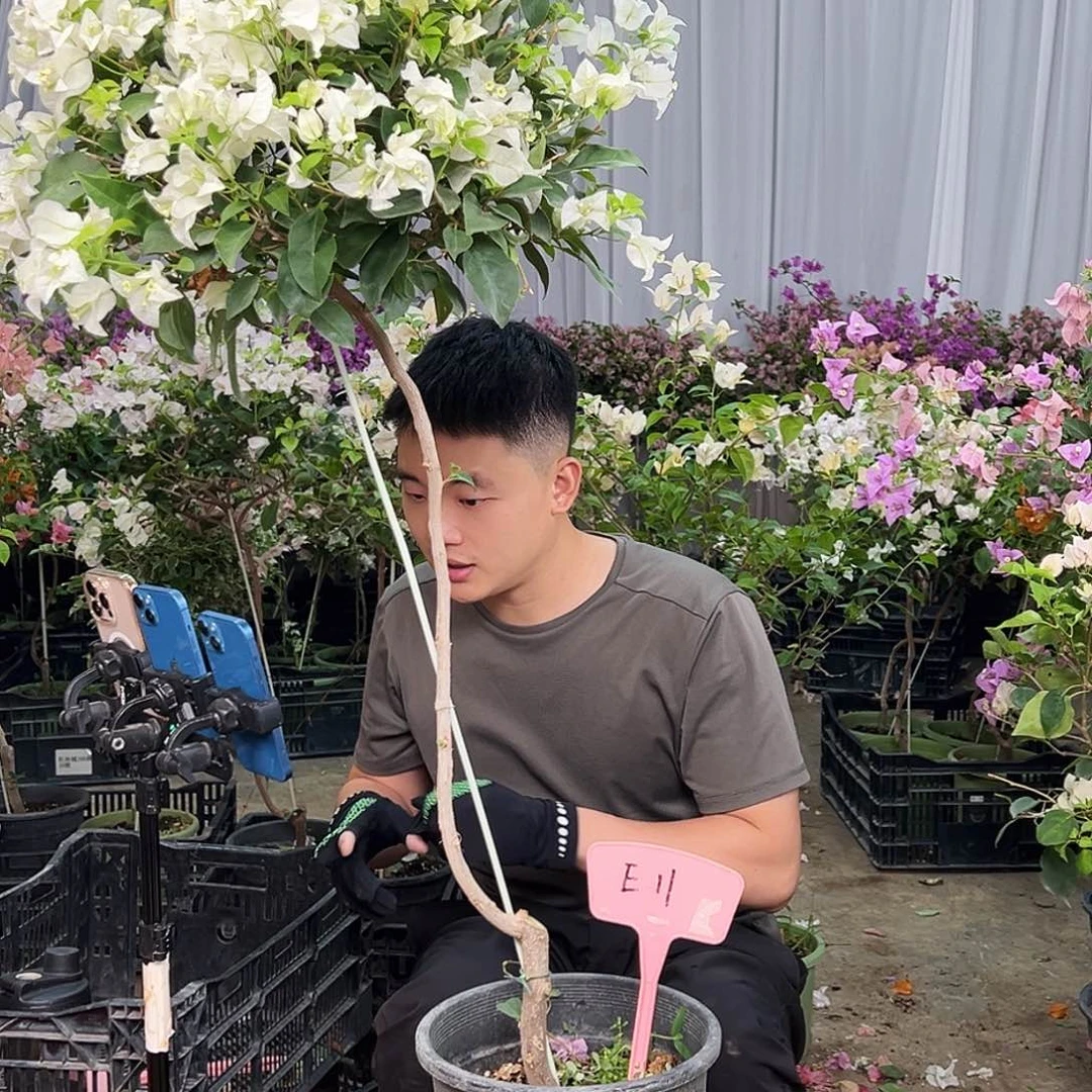 彩***蝶完全开放E11白雪公主