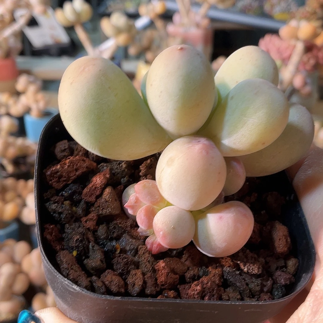 土***核多肉植物的生长发育与