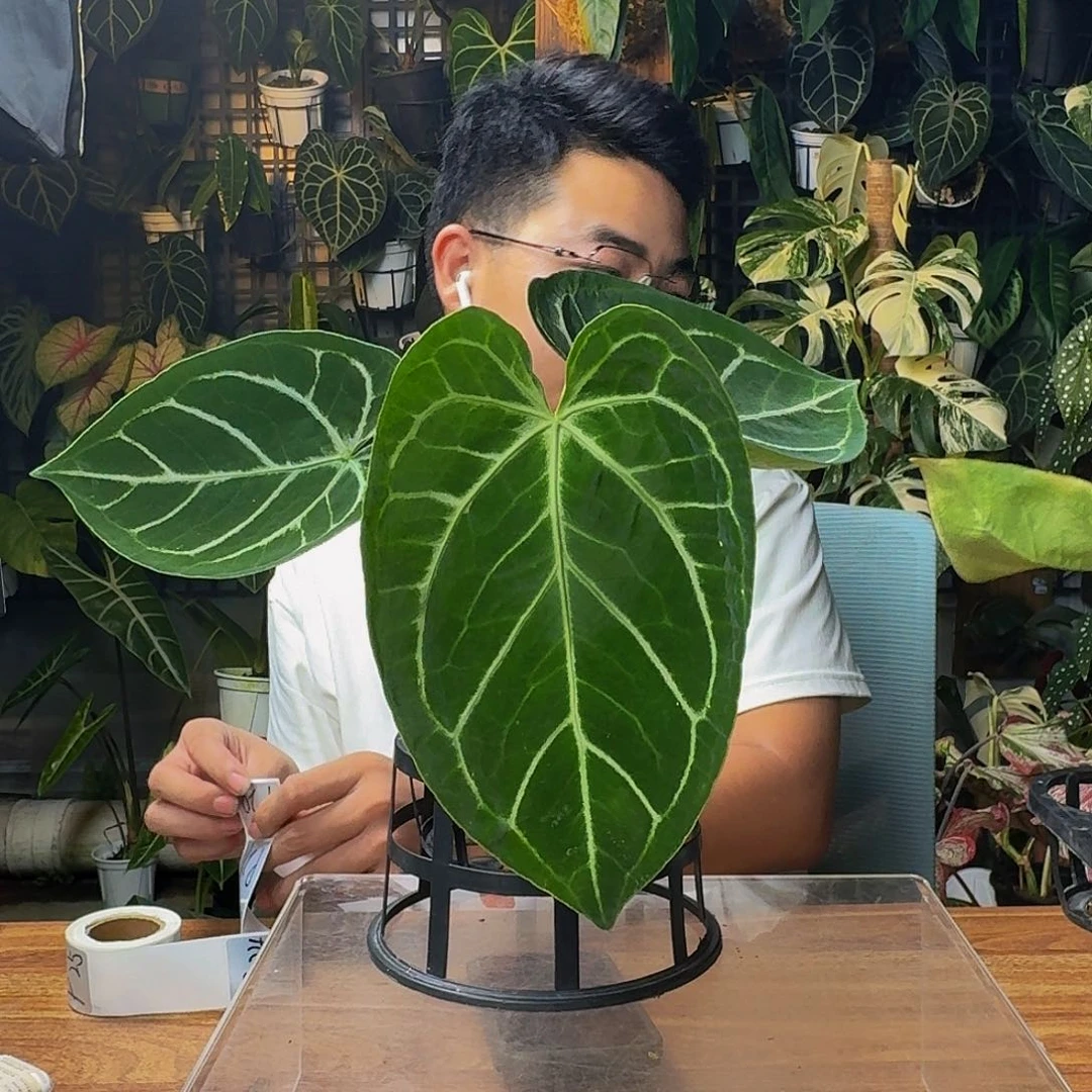 嘉***e无花朵一物一拍P19