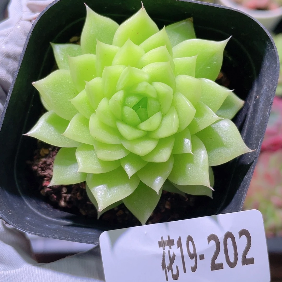 花利美19-202麦秆