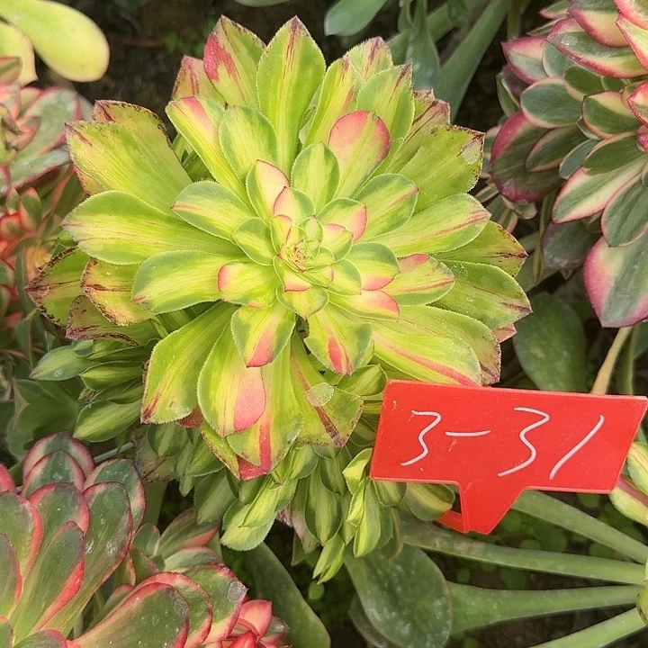 明*3-31知否多肉法师