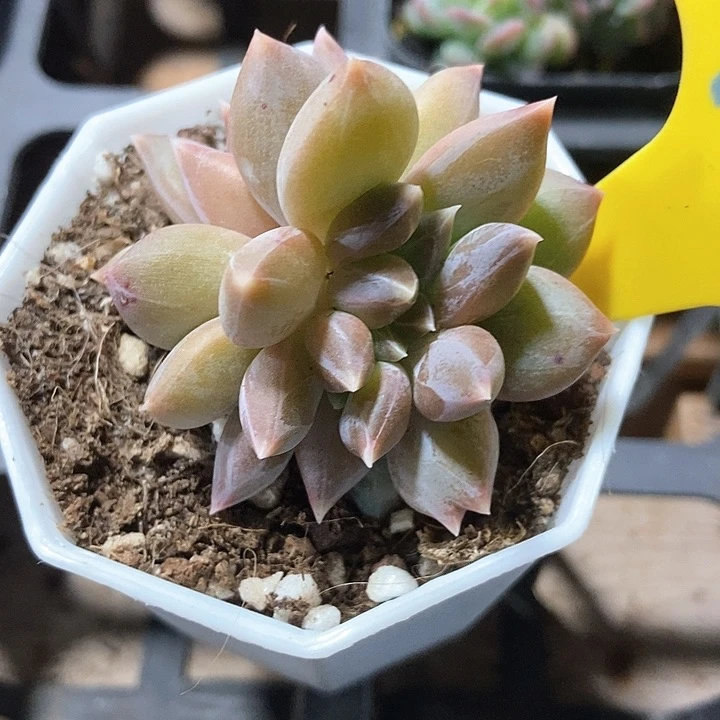 多肉植物重楼缀化963