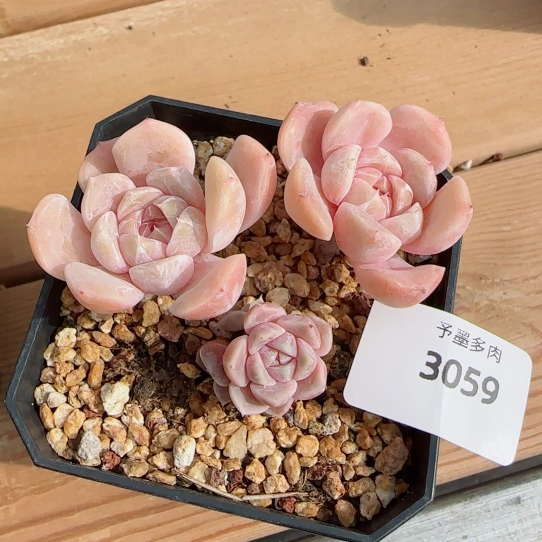 汉堡无砍，3059多肉植物