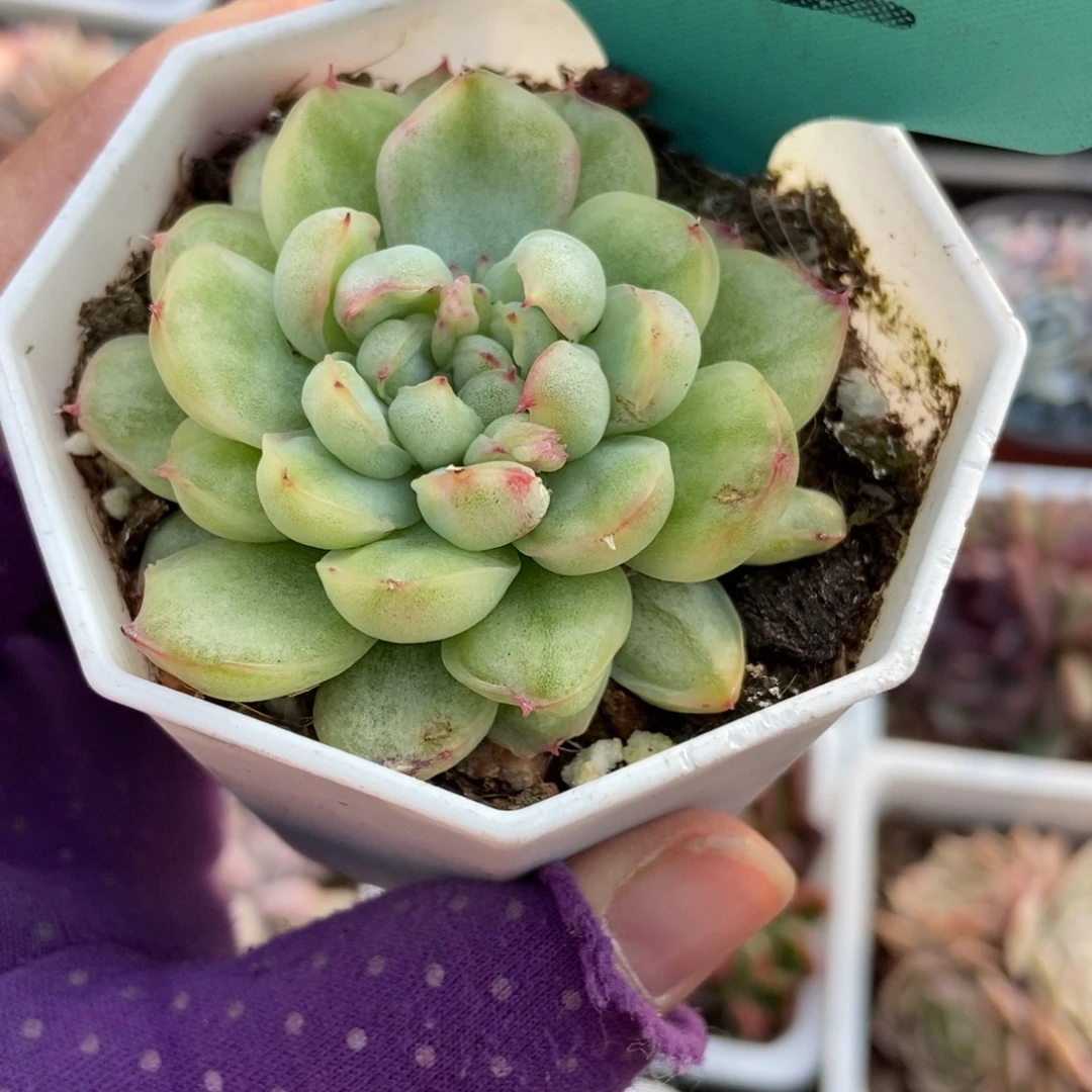 512冰天使锦多肉植物