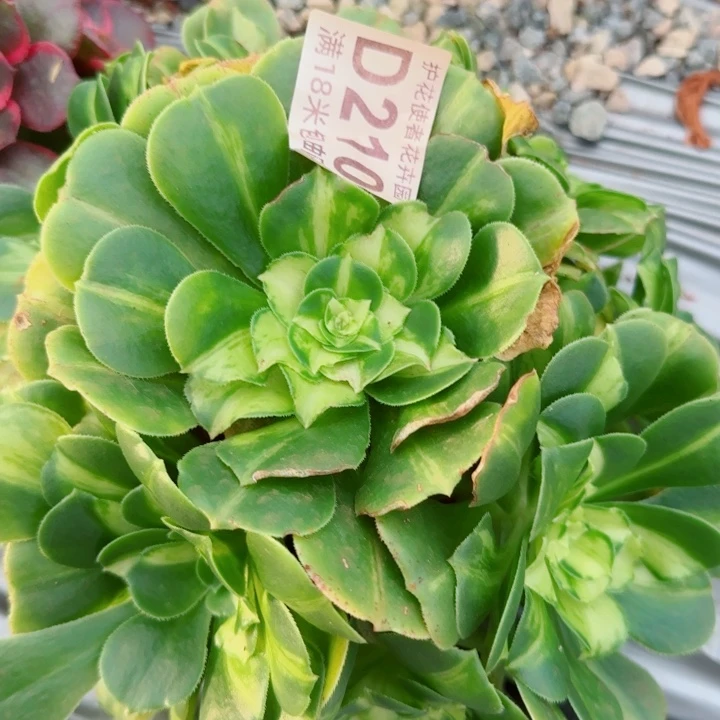 赵***姐多肉法师参考多多