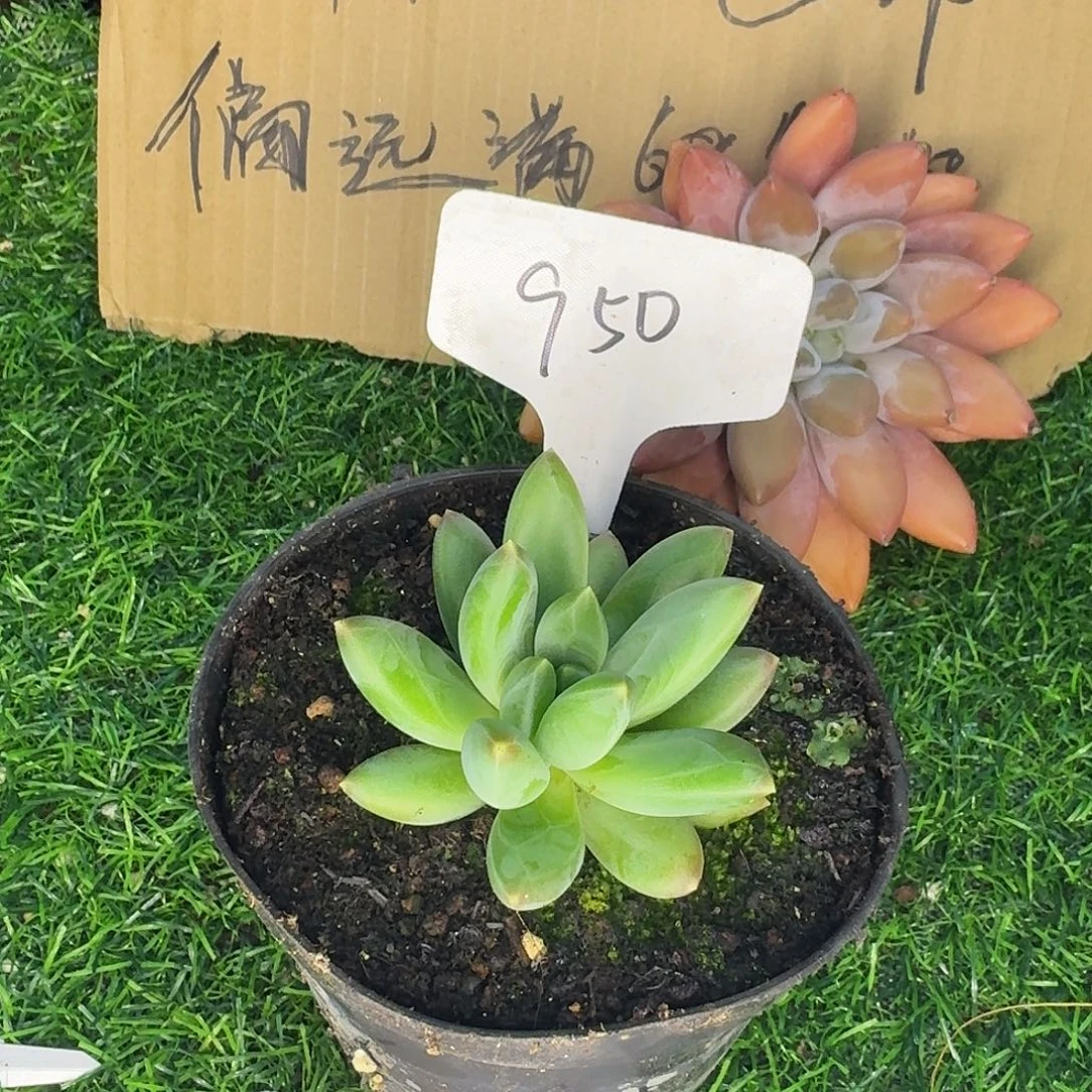 云南多肉小栈蒂尔曼950