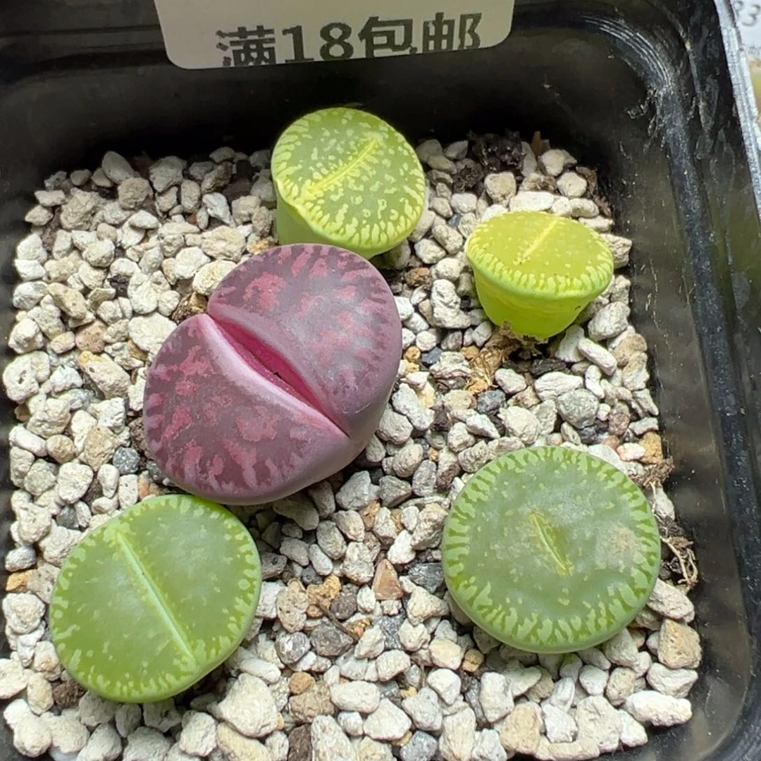 【闪购商品】 389。