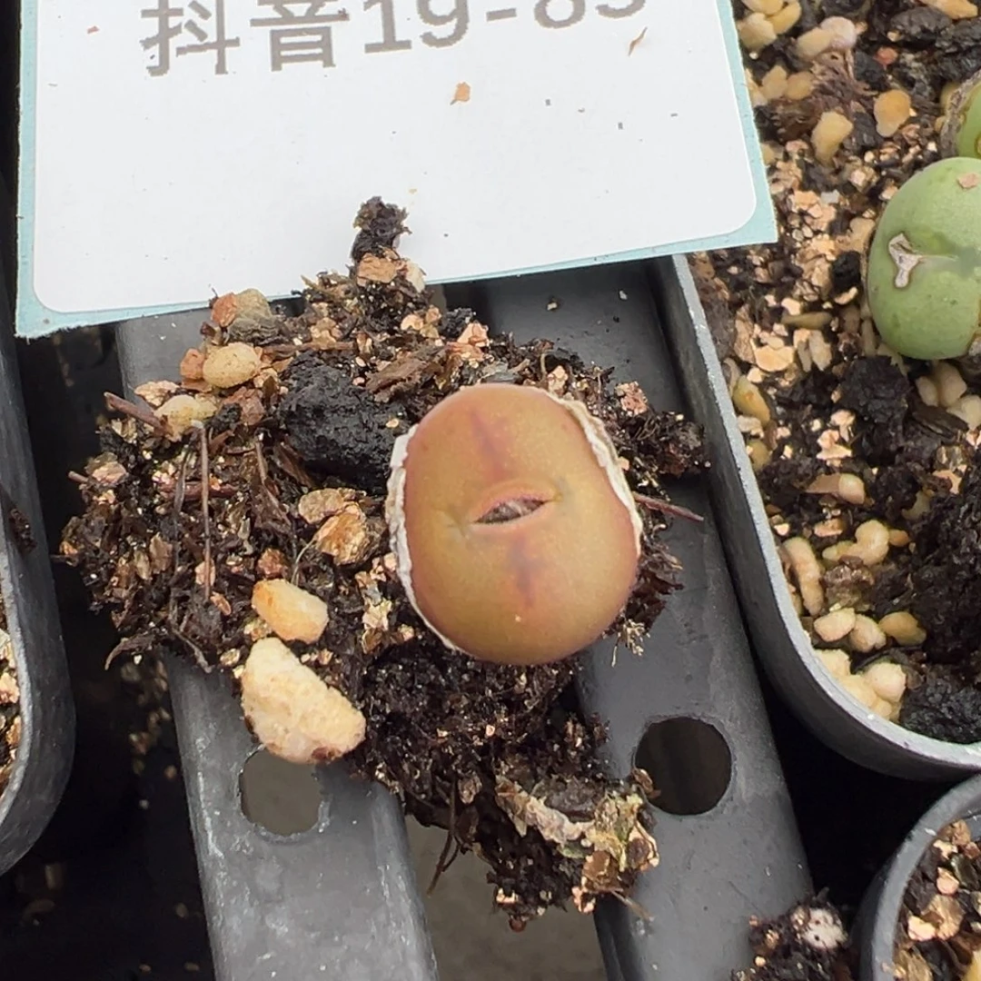 19-85肉锥多肉植物，