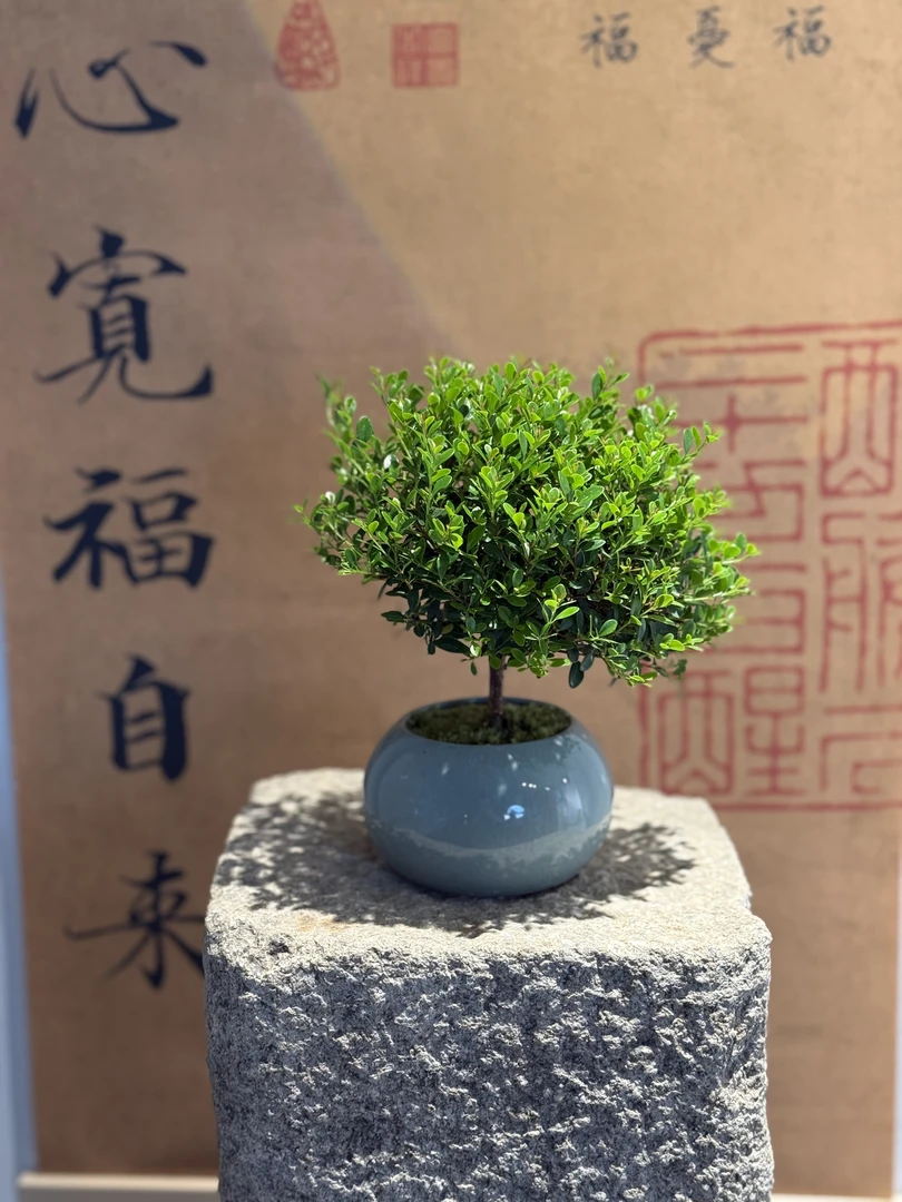 [宠粉福利]金丝楠小叶赤楠好养室内外玄关办公养不死的室内绿植