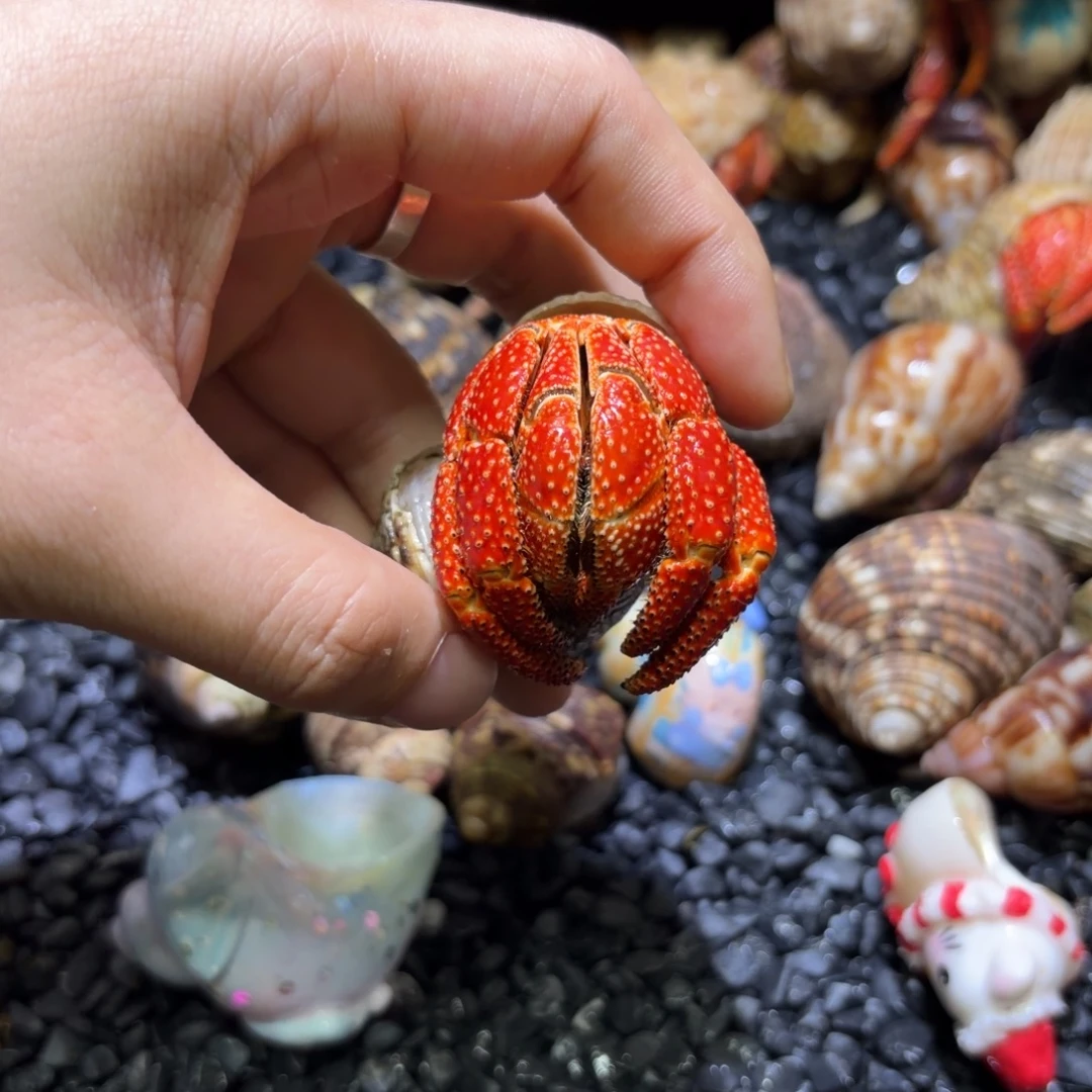 斐济草莓用户专拍3.8口