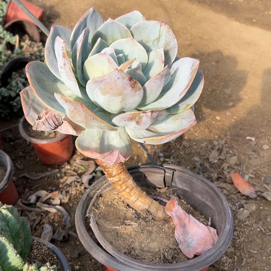 多肉植物多肉植物