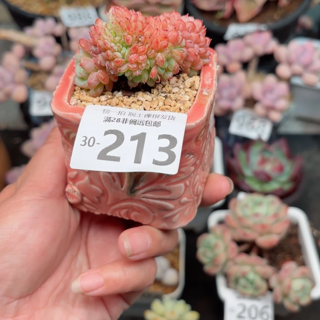 白胖子缀化无盆土发货