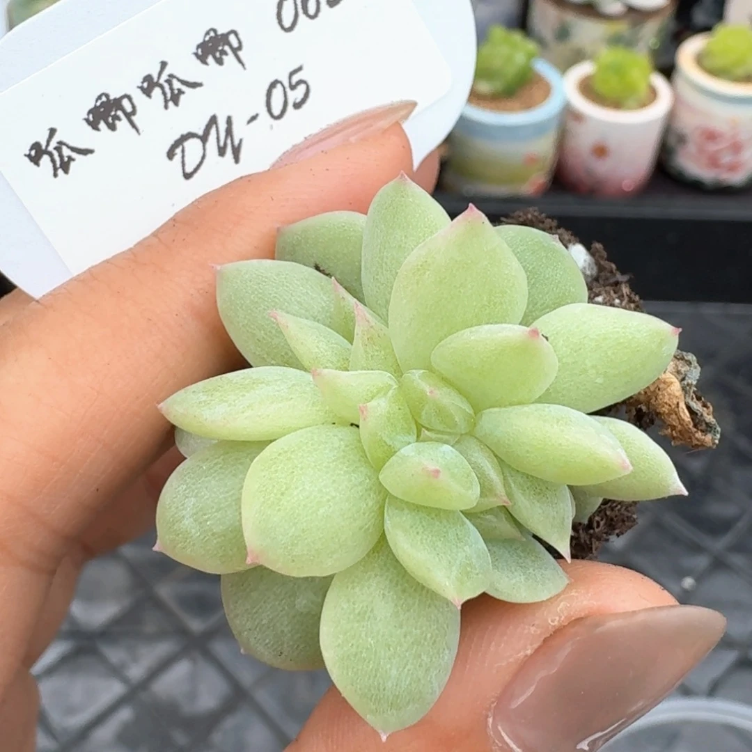 0629-05-海洋之星a