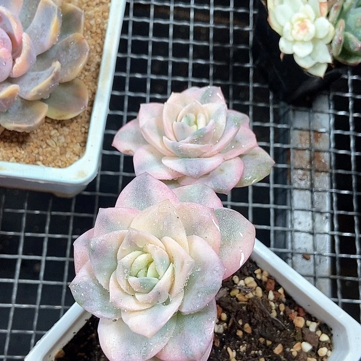 高***姥可爱玫瑰锦多肉植物