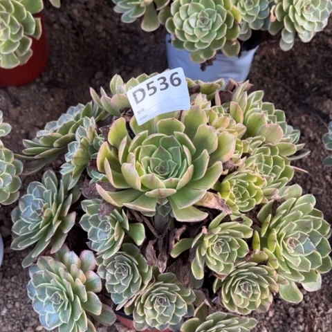 多肉植物半夏捧花