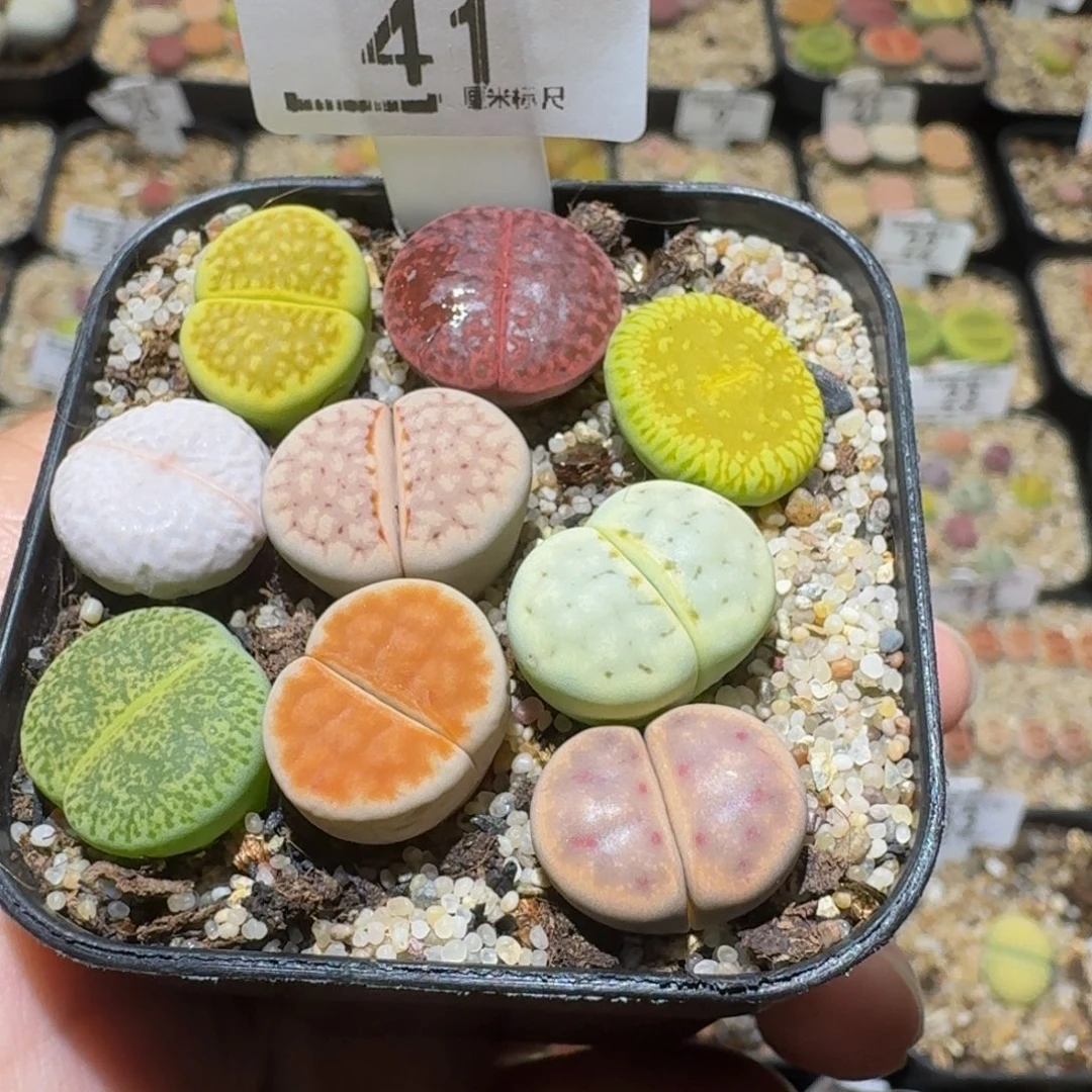 Sssss精品生石花41