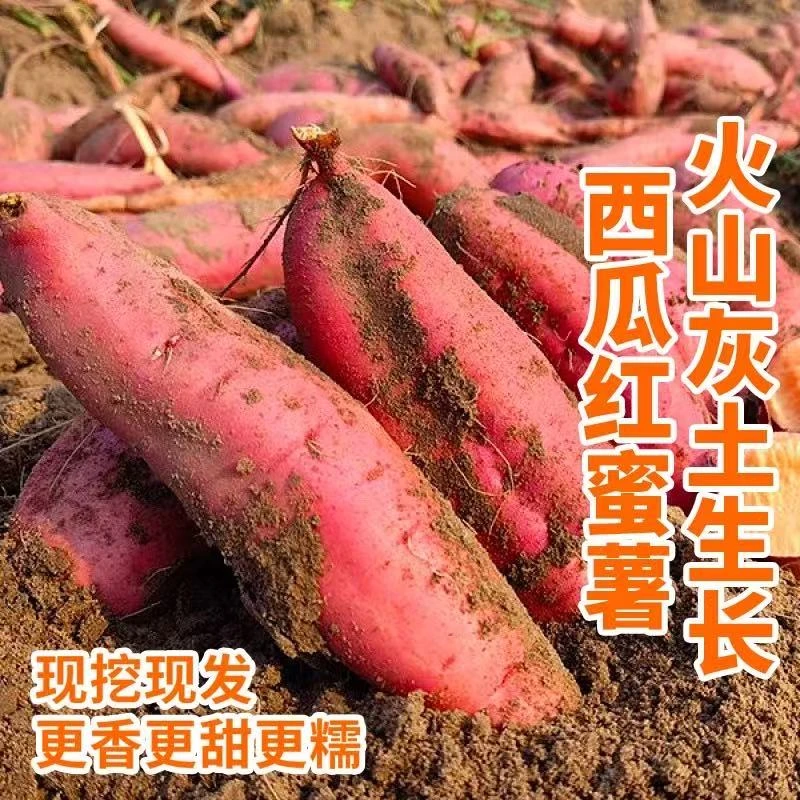 2025正宗红心蜜薯新鲜现挖软糯香甜