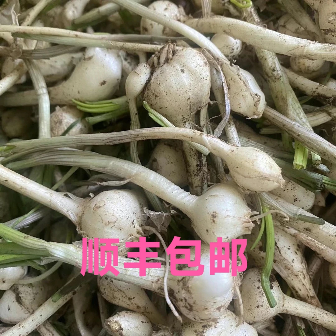 东北纯野生无须根小根蒜大脑菜【顺丰包邮】