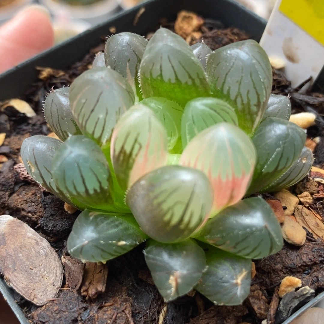 328紫镜玉露锦，，，，