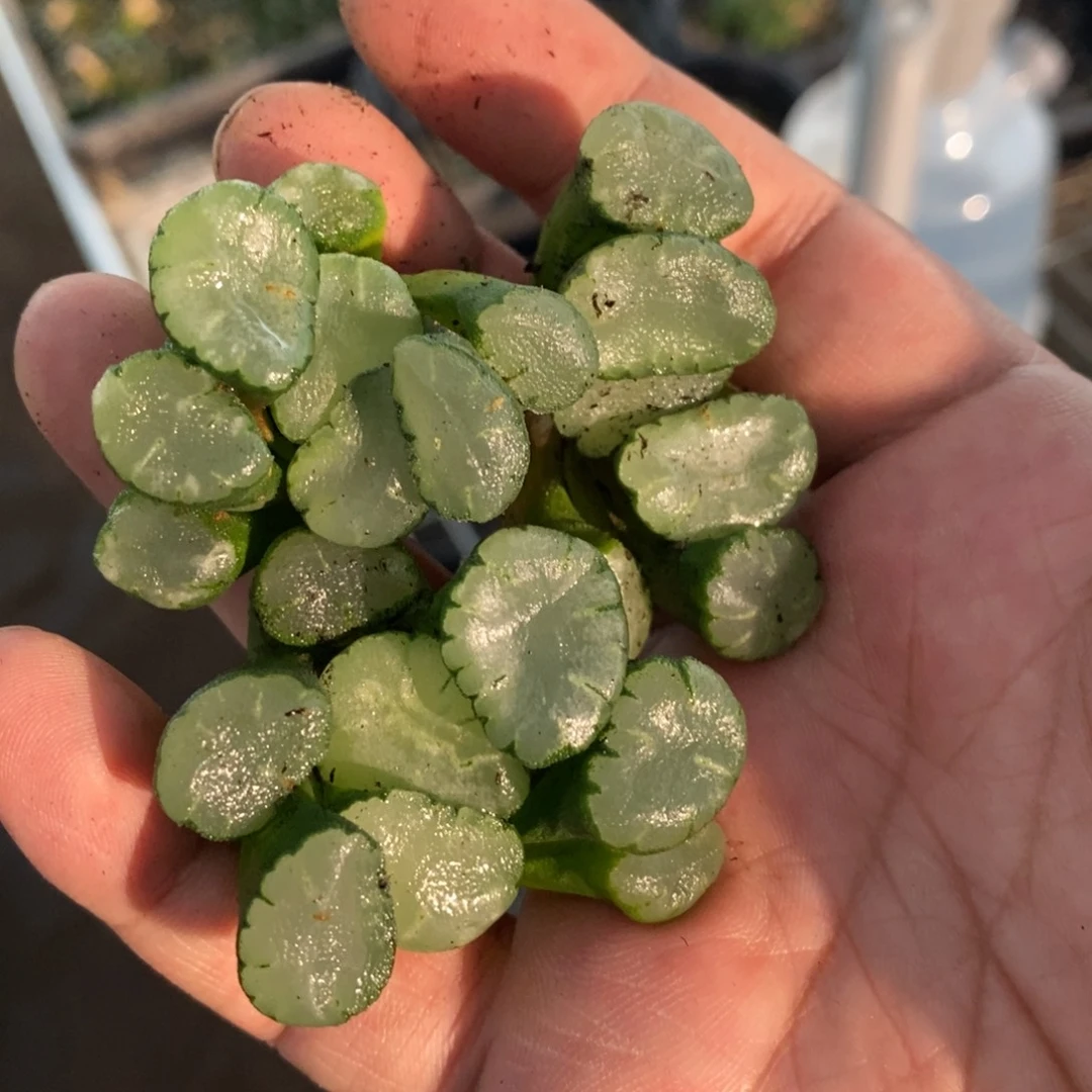 1913 一颗大蜃气楼万象 挑最大的发货