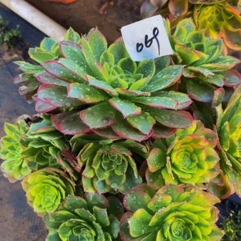 奶白多肉植物69多肉