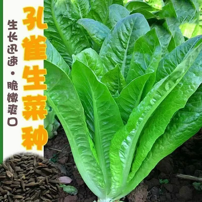 孔雀菜不打药不生虫生吃脆甜高营养直立生菜四季种子
