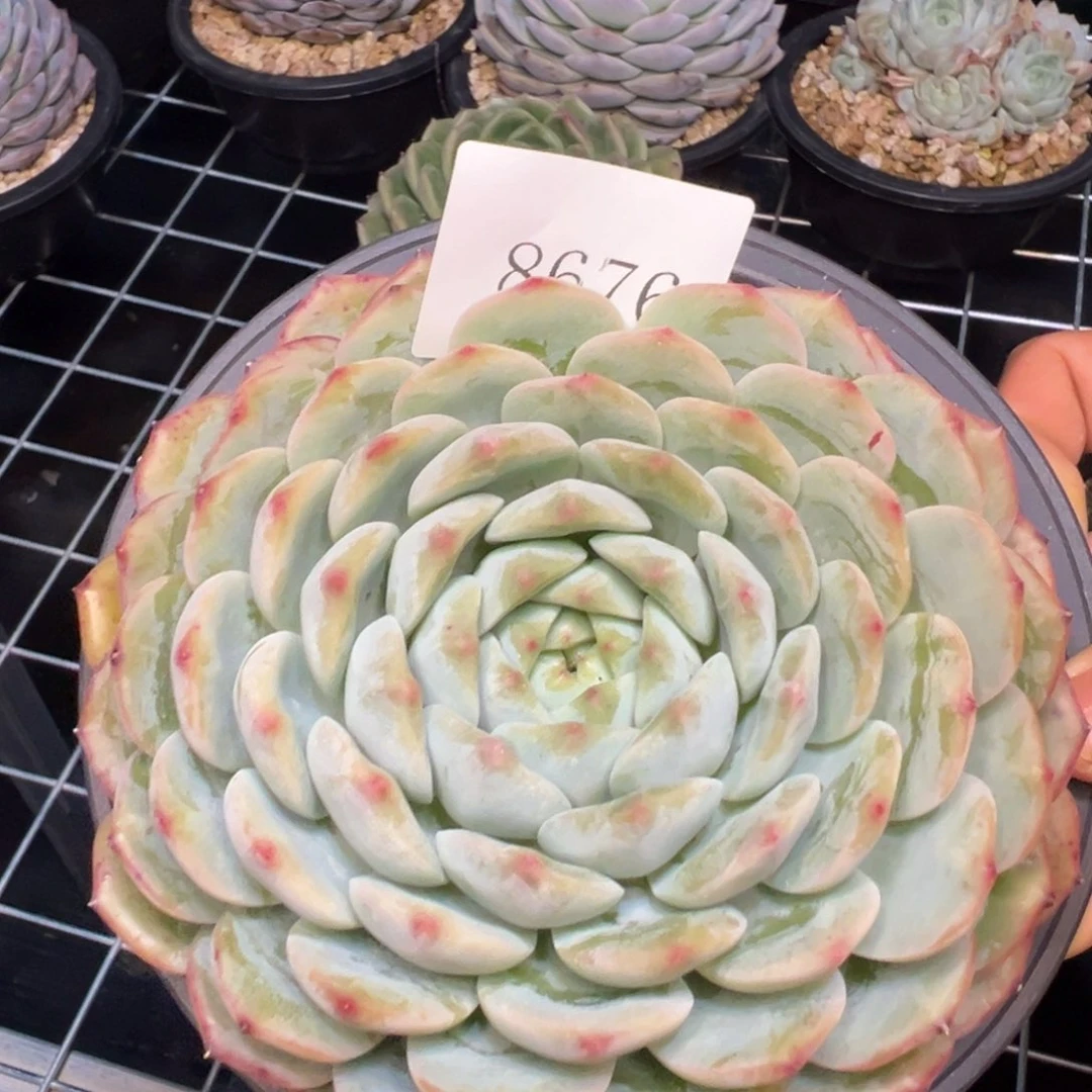 春***香8646肉肉多多哦肉多哦