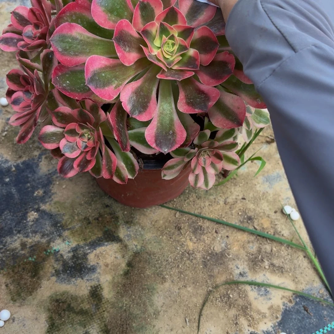 无花朵76多肉植物捧花