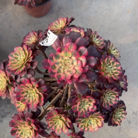 241月婵35厘米左右